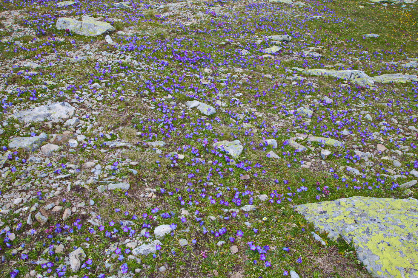 Image of Campanula biebersteiniana specimen.