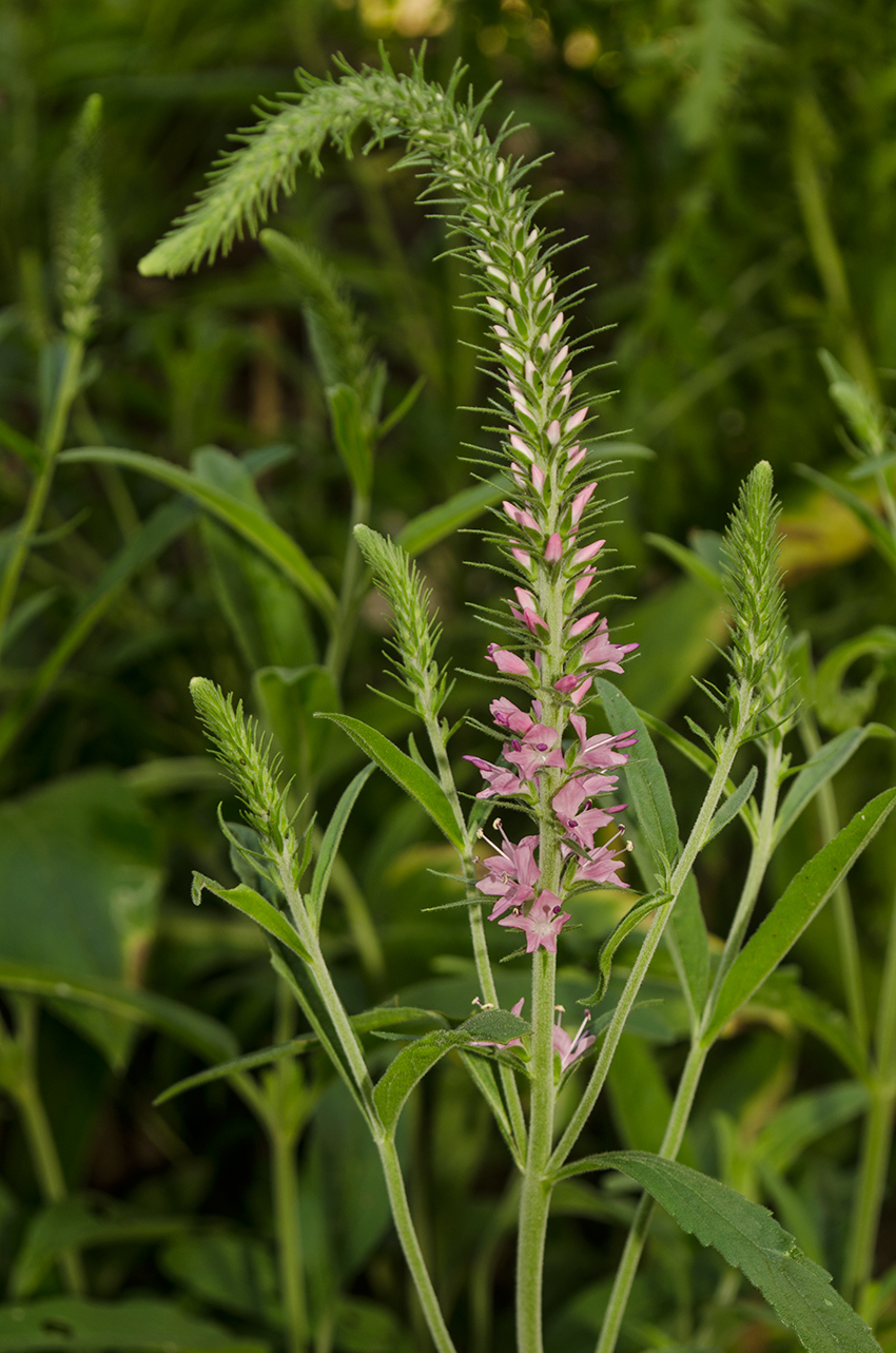 Image of genus Veronica specimen.