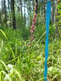 Epipactis atrorubens