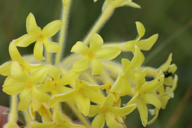 Изображение особи Gnidia anthylloides.