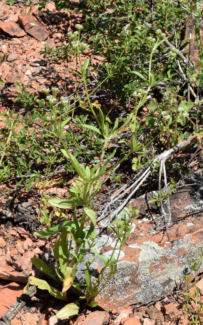 Image of Valerianella dactylophylla specimen.