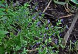 Scutellaria galericulata