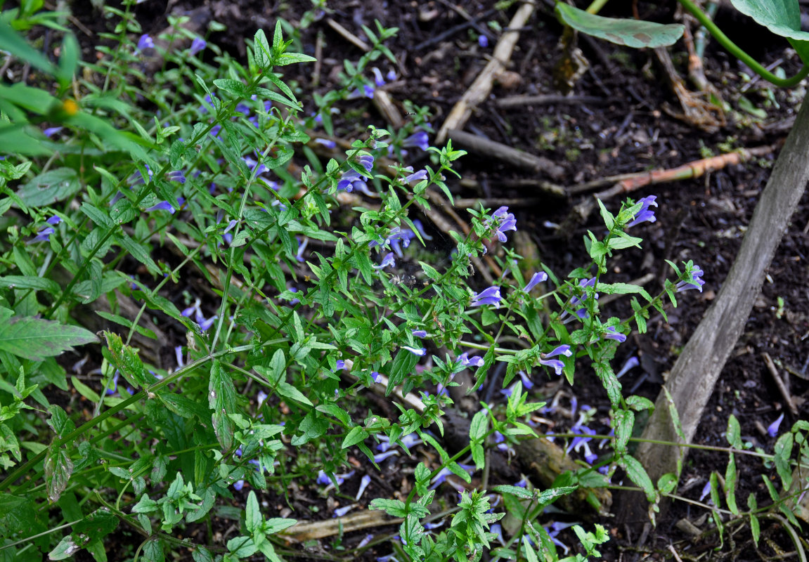 Image of Scutellaria galericulata specimen.