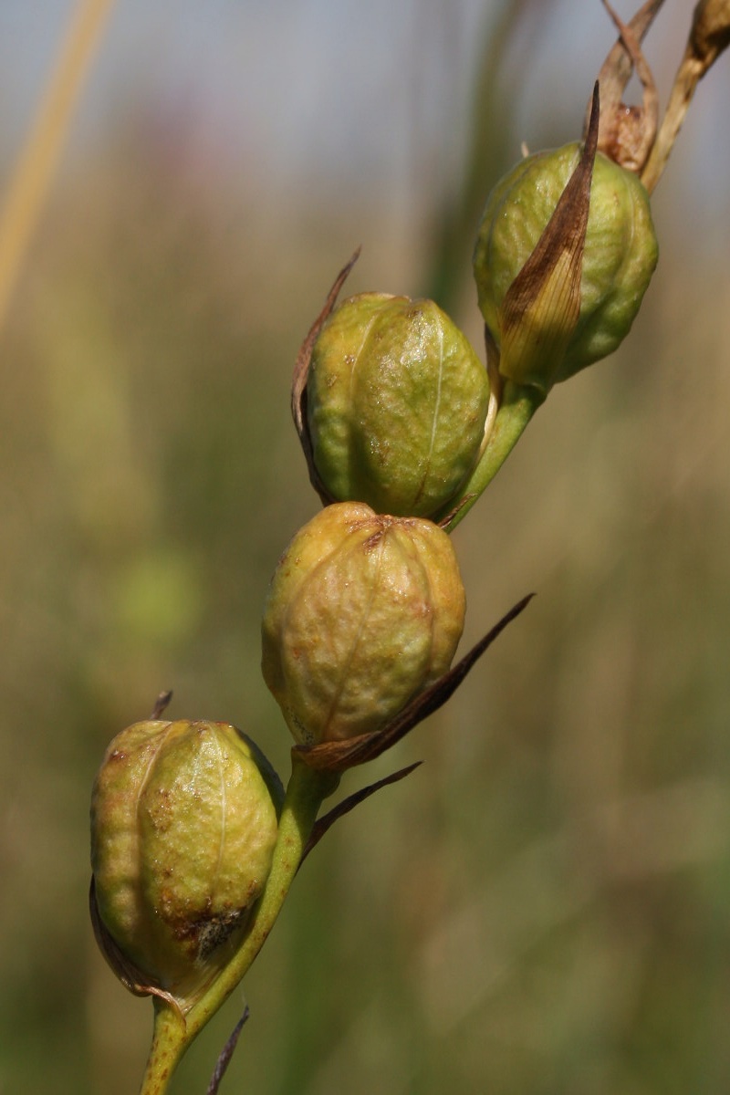 Image of Gladiolus imbricatus specimen.