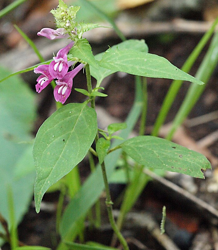 Изображение особи Melampyrum roseum.