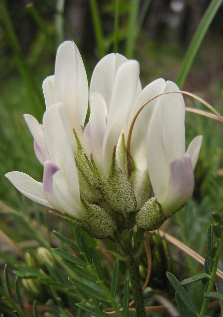 Image of Astragalus angustifolius specimen.