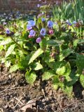 Pulmonaria saccharata. Цветущие и бутонизирующие растения. Нидерланды, провинция Гронинген, деревня Питербюрен, ботанический сад \"Domies Toen\", в культуре. 20 марта 2011 г.