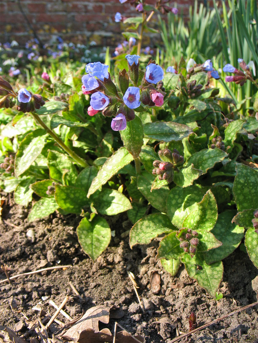 Изображение особи Pulmonaria saccharata.