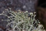 Cladonia amaurocraea