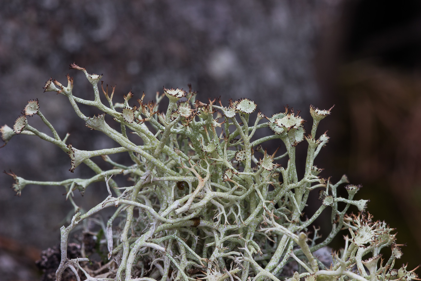 Image of Cladonia amaurocraea specimen.