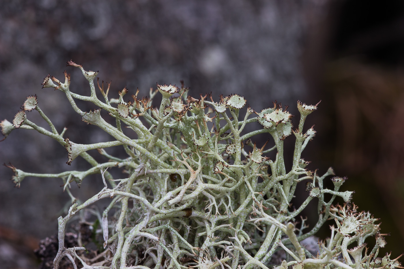 Изображение особи Cladonia amaurocraea.