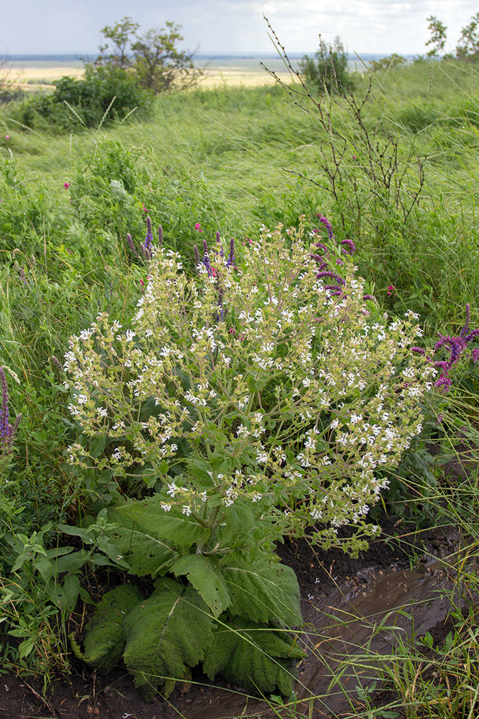 Изображение особи Salvia aethiopis.