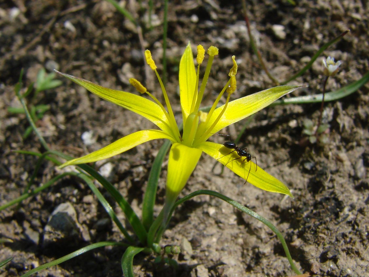 Изображение особи Gagea graminifolia.