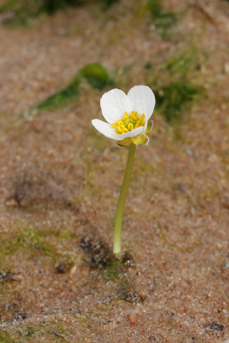 Image of Ranunculus baudotii specimen.