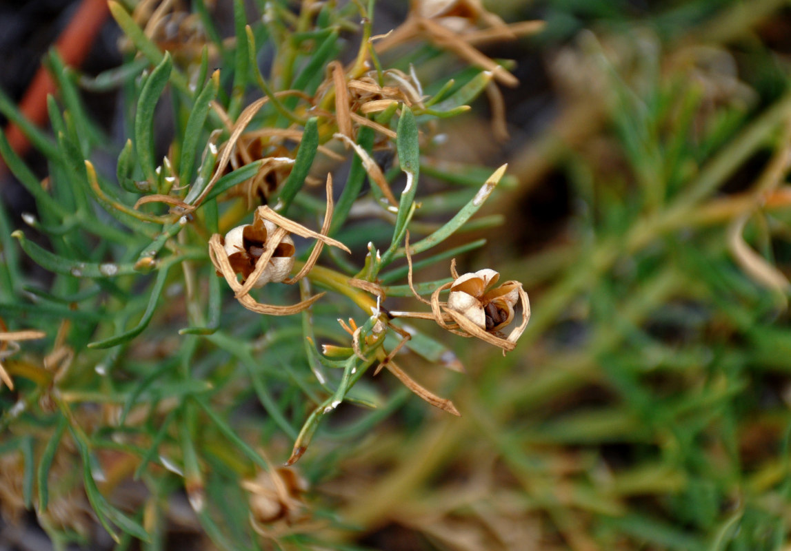 Image of Peganum harmala specimen.