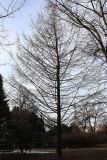 Larix olgensis. Взрослое дерево. Санкт-Петербург, Петроградский р-н, Ботанический сад БИН РАН, в культуре. 02.04.2021.