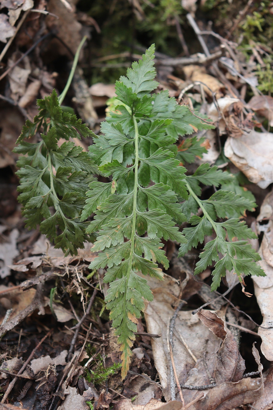 Изображение особи Asplenium adiantum-nigrum.