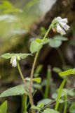 Symphytum tauricum. Верхушка цветущего растения. Краснодарский край, м/о г. Новороссийск, южный склон Маркотхского хребта, заросли грабинника. 02.05.2021.