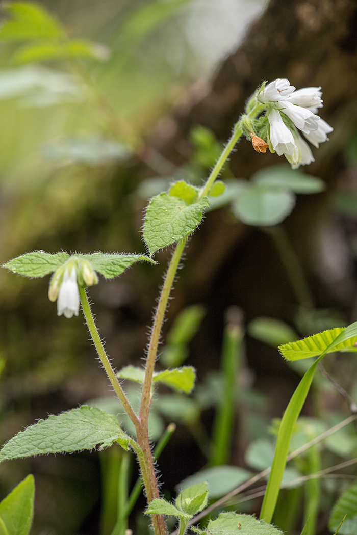 Изображение особи Symphytum tauricum.