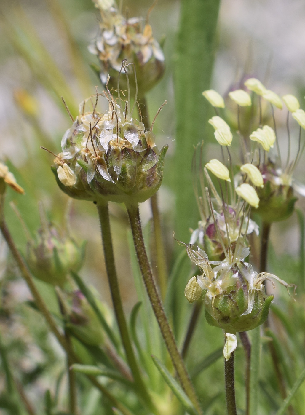 Image of Plantago sempervirens specimen.