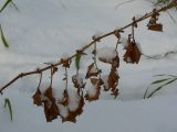 Agrimonia eupatoria. Часть высохшего побега зимой. Хабаровск, ул. Монтажная 15. 13.11.2011.