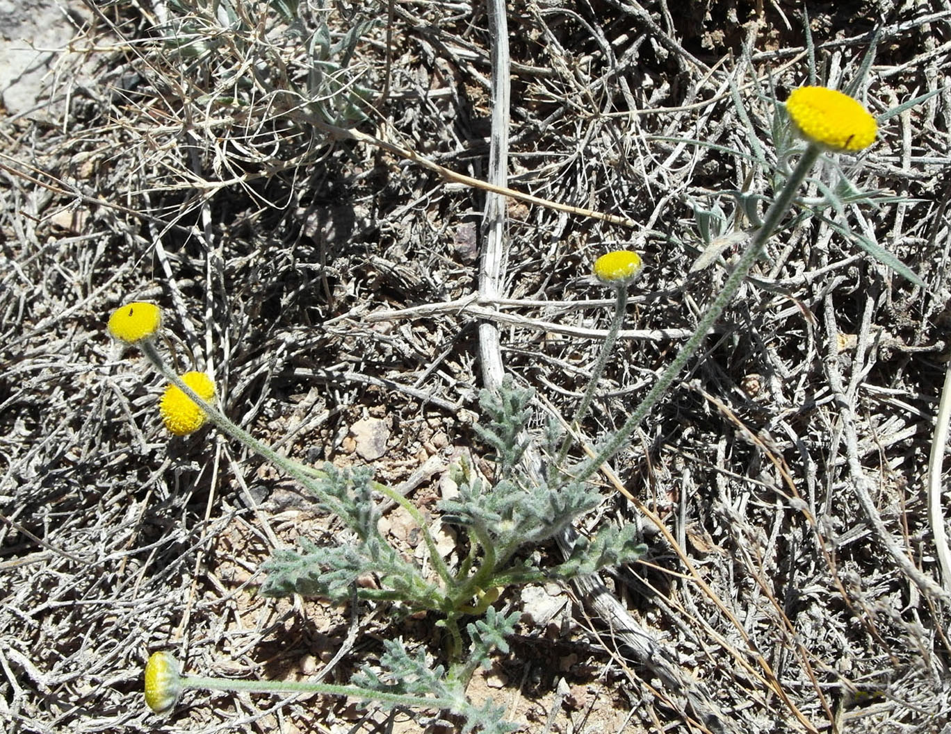 Image of Cancrinia discoidea specimen.