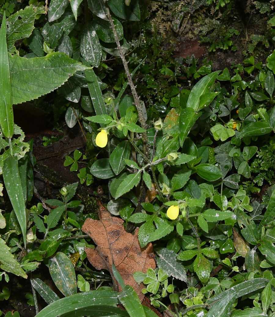 Image of Calceolaria tripartita specimen.