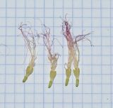 Image of taxon representative. Author is Татьяна Мальчинская