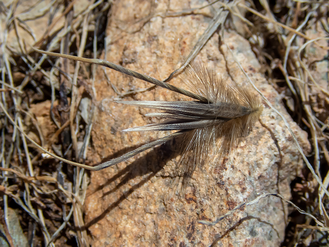 Image of Avena sterilis specimen.