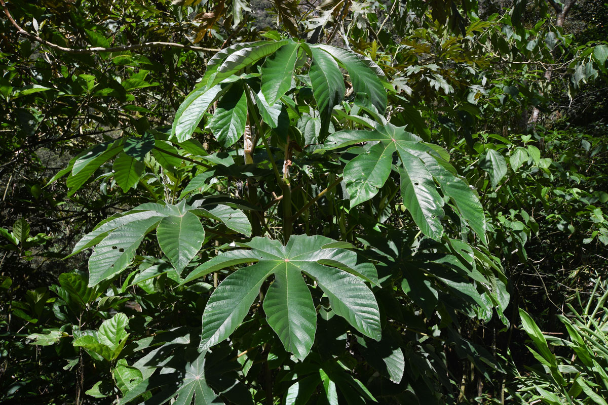 Изображение особи род Cecropia.