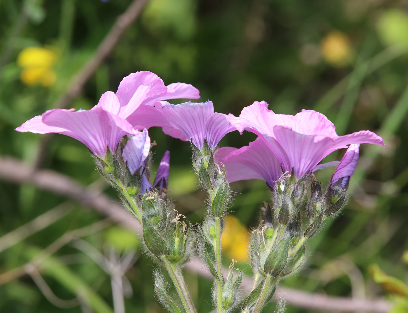 Image of Linum hypericifolium specimen.