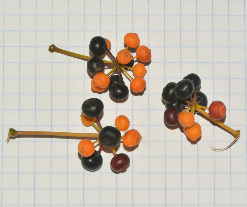 Изображение особи Schefflera digitata.