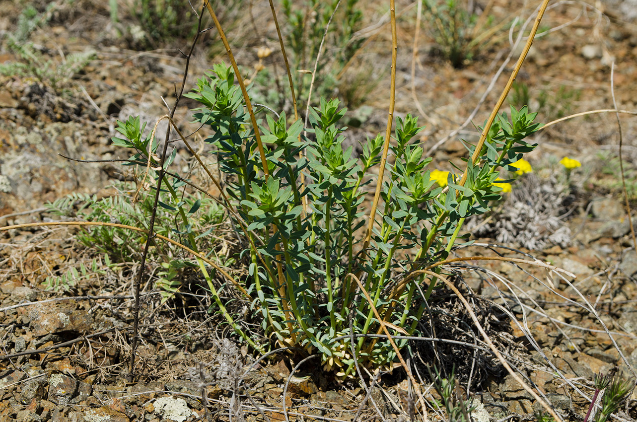 Image of genus Euphorbia specimen.