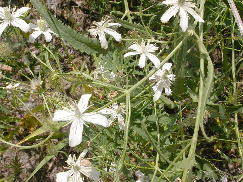 Image of Clematis songorica specimen.