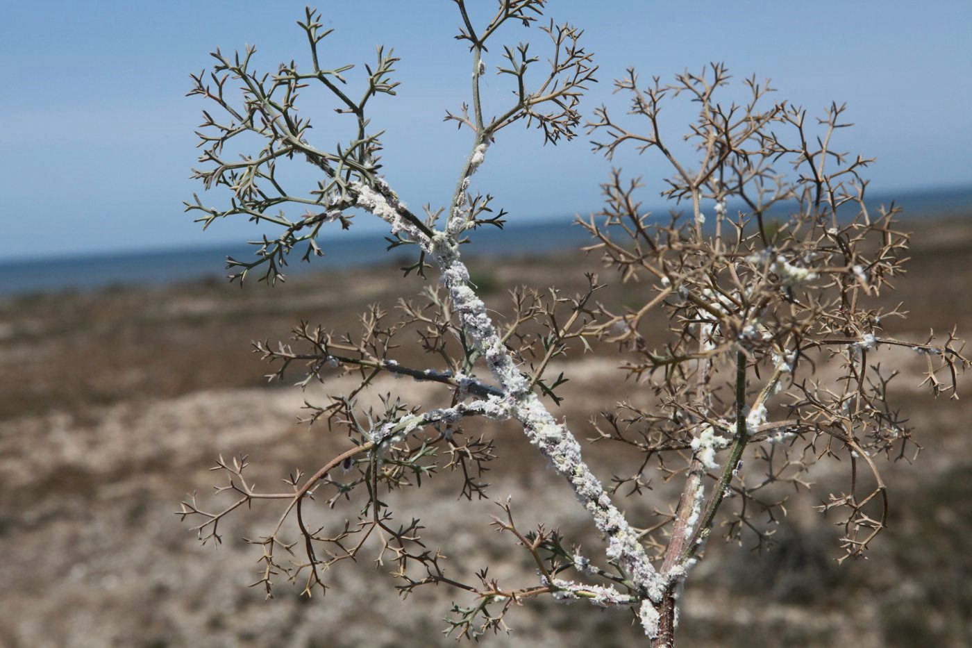 Image of Bilacunaria caspica specimen.