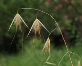 Avena sterilis. Плодоносящие колоски. Краснодарский край, г. Адлер, парк \"Южные культуры\", газон. 22.07.2021.