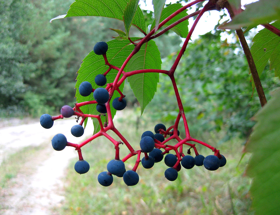 Image of Parthenocissus quinquefolia specimen.