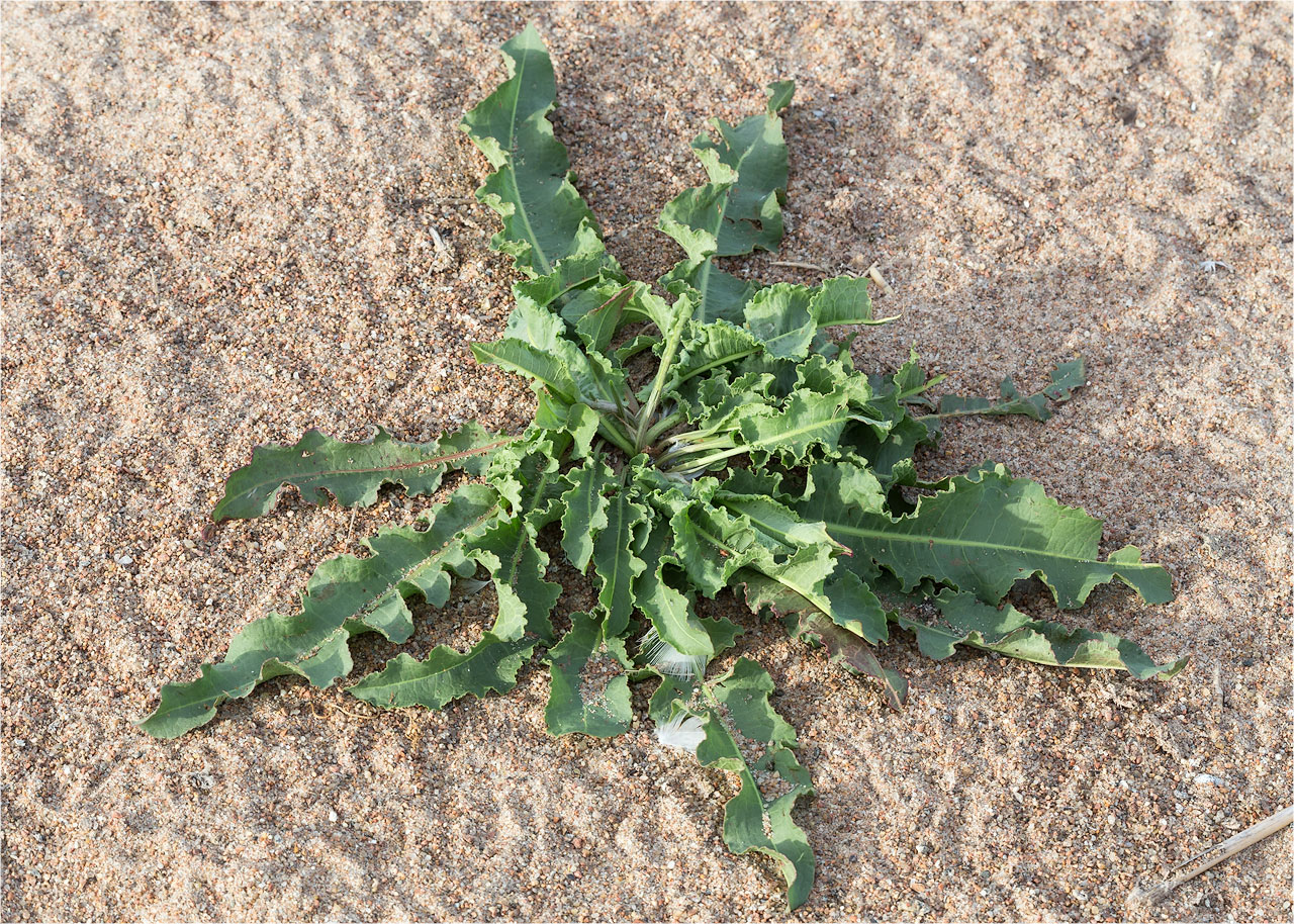 Image of genus Rumex specimen.