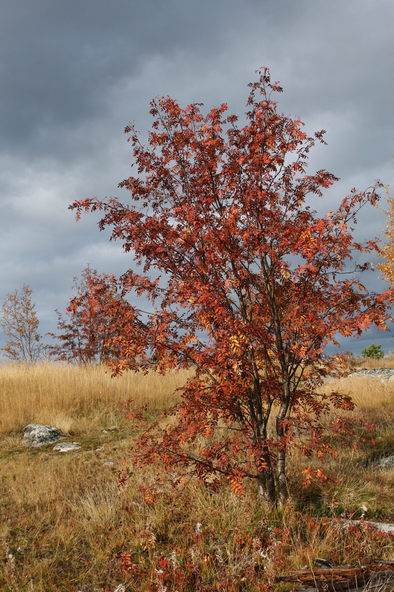 Image of Sorbus aucuparia specimen.