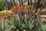 Aloe brevifolia. Цветущее растение. Израиль, г. Иерусалим, ботанический сад университета. 01.05.2019.
