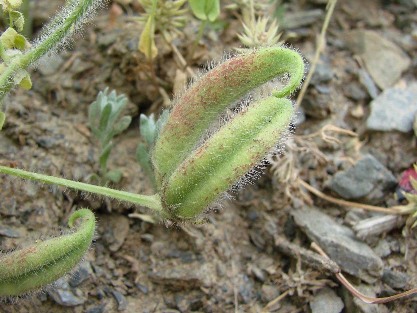 Image of Astragalus camptoceras specimen.
