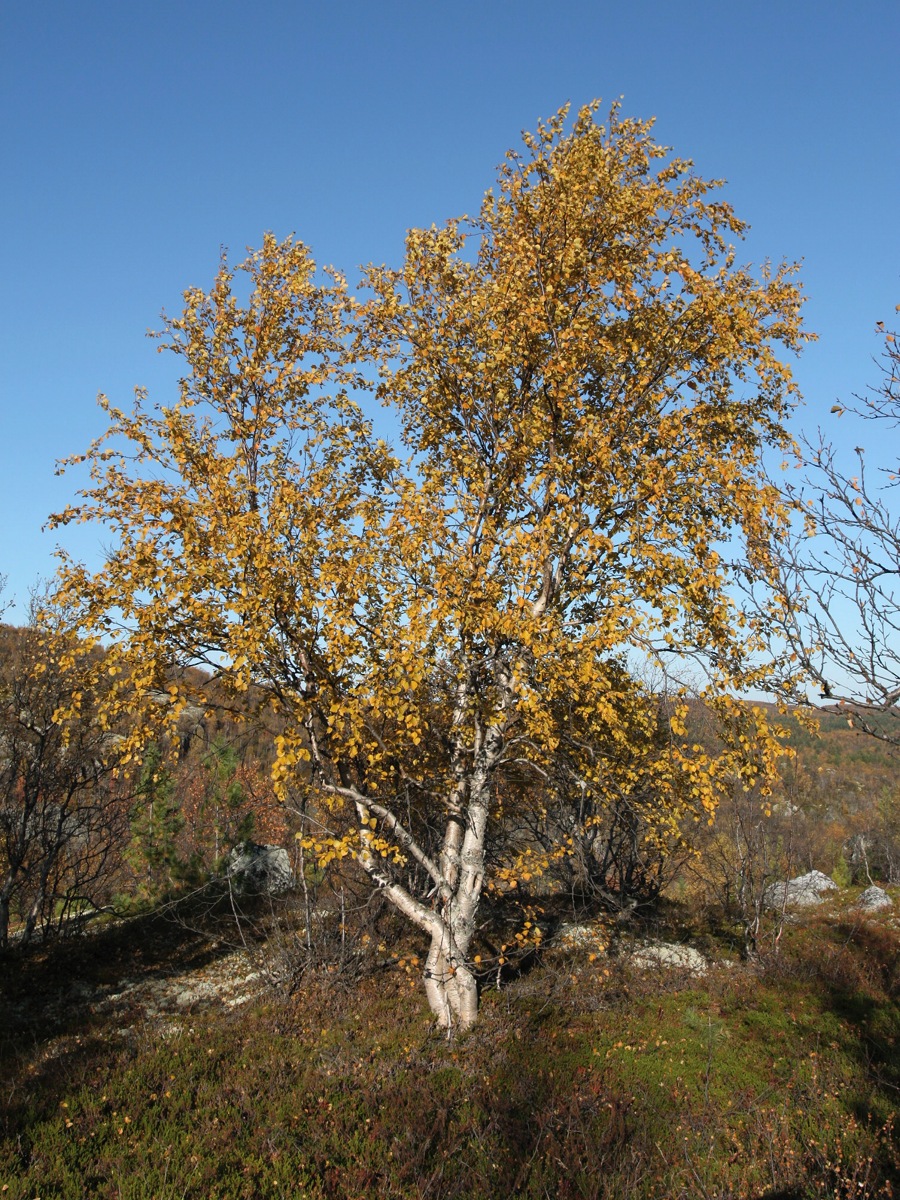 Изображение особи Betula czerepanovii.