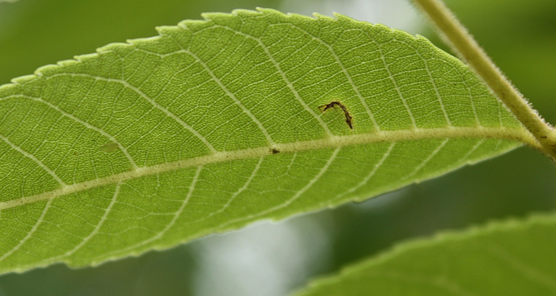 Image of Juglans nigra specimen.