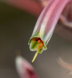 Aloe karasbergensis