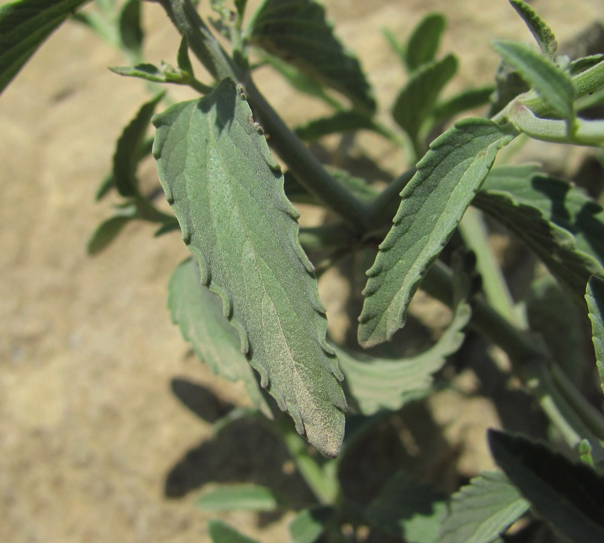 Image of Nepeta biebersteiniana specimen.