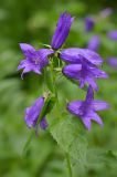 Campanula latifolia. Верхушка цветущего растения. Республика Северная Осетия-Алания, Ирафский р-н, Большой Кавказ, хр. Фастагдор, левый склон Караугомского ущелья, ≈ 2150 м н.у.м., сосново-берёзовый лес. 09.07.2021.