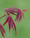 Acer palmatum