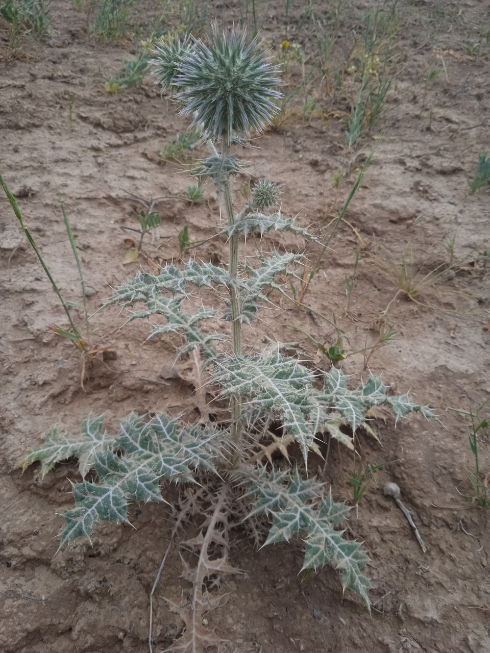 Image of genus Echinops specimen.