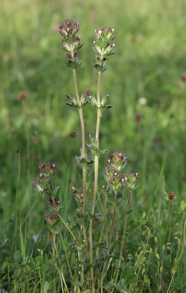 Image of Parentucellia latifolia specimen.