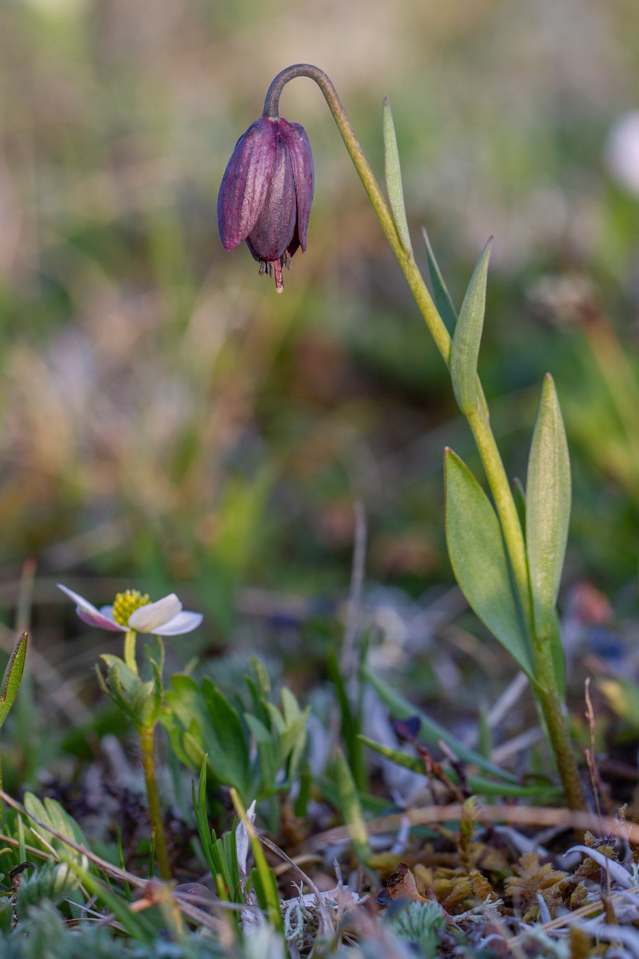 Image of genus Fritillaria specimen.